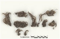 藏品(檜苔屬)的圖片